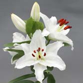 ���죨���ԣ�