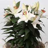 �����������ԣ�