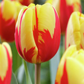 �����ʺ�