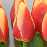 �����۹�