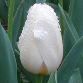 ��������˹