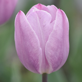 ��ɫ����