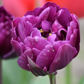 �ذ�С����