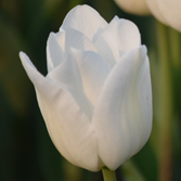 ��ѩ�����