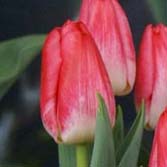 ����ģ��