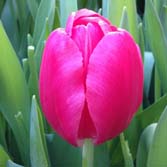 ���ȿ���