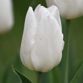 ��ɫ����