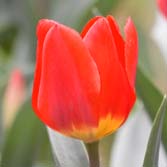 ��ɫ����