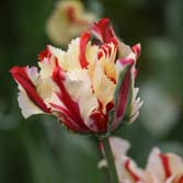 �ذ�������