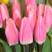 ������ά