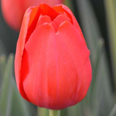 ������Դ