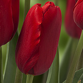 ��ɫ����