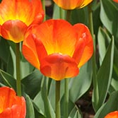 ��ɫ����