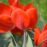 ��ɫ����