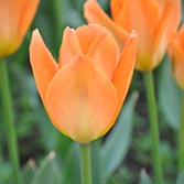 ��ɫ����