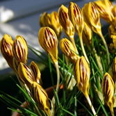 ������Ů��