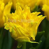 ����֩��