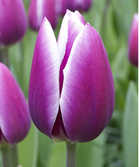 ��ɫ���͵�