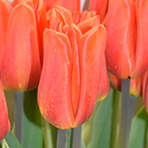 ��ɫ�����