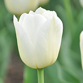 ��ɫ����