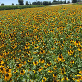 ��ԭ�ɹ���