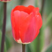 ��˹�ع���