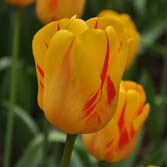 ����ƥ�˻���